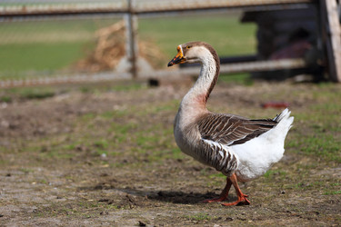 Similar image 22277345