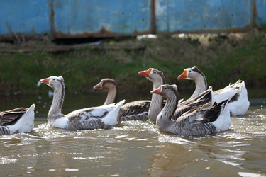 Similar image 22277348