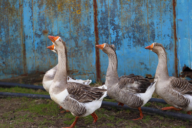 Similar image 22277616