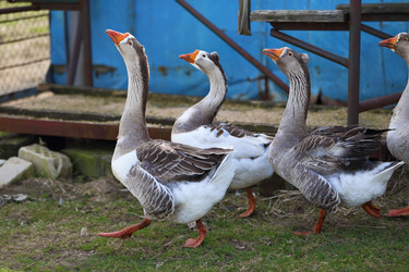 Similar image 22277352