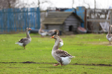 Similar image 22277358