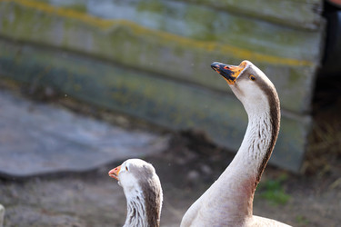 Similar image 22277360