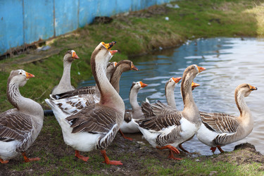 Similar image 22277363