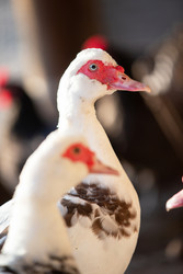 Similar image 22277381