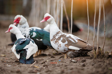 Similar image 22277382