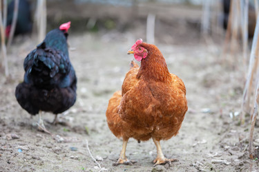 Similar image 22277386