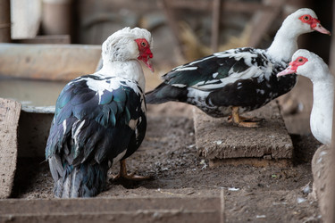 Similar image 22277392