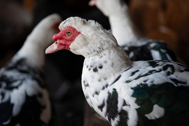 Similar image 22277393