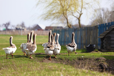 Similar image 22277419