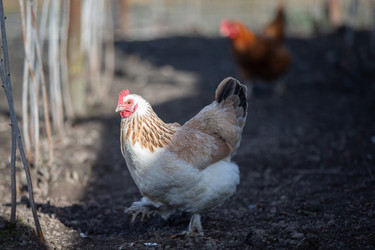 Similar image 22277443