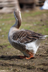 Similar image 22277449