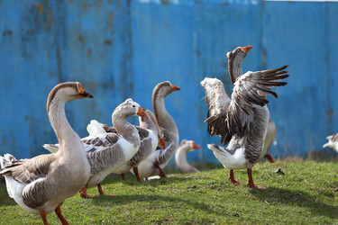 Similar image 22277451