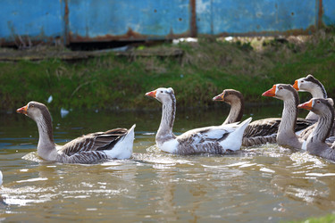 Similar image 22277452