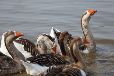 Similar image 22277454