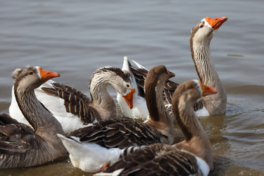 Similar image 22277455