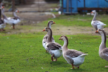 Similar image 22277464