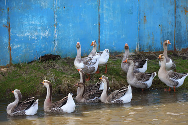 Similar image 22277466