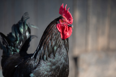 Similar image 22277477