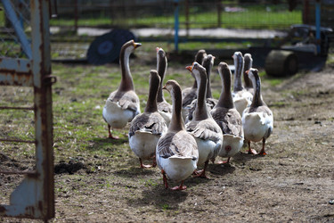 Similar image 22277488