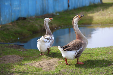 Similar image 22277490