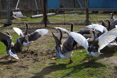 Similar image 22277492