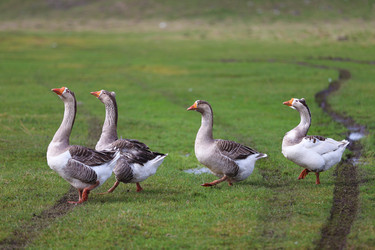 Similar image 22277092