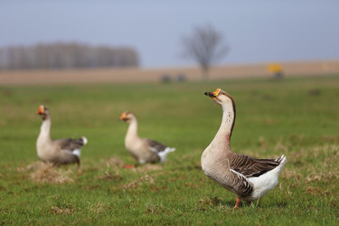 Similar image 22277093