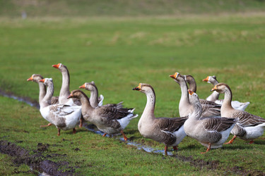 Similar image 22277096