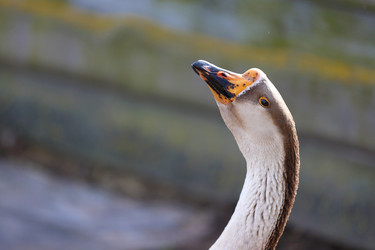 Similar image 22277535