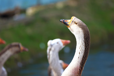 Similar image 22277536