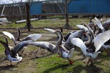 Similar image 22278068