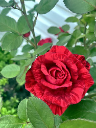 Similar image 22250837