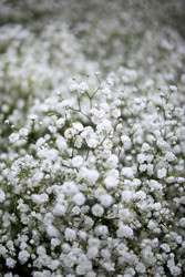 Similar image 22252053