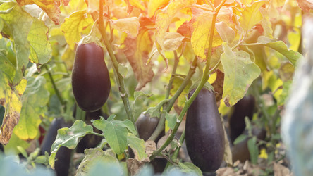 Similar image 22274436