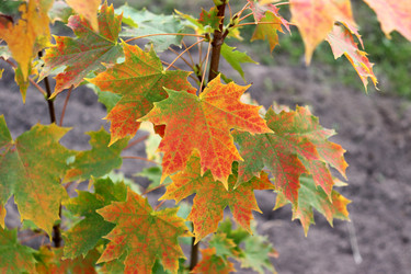 Similar image 22251898