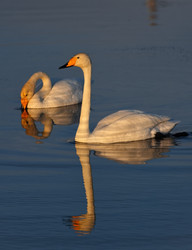 Similar image 22251799