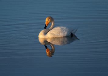 Similar image 22251808