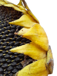 Similar image 22251464