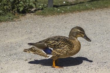 Similar image 22253070