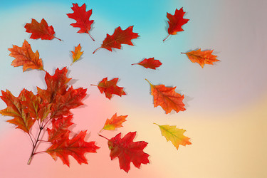 Similar image 22251739