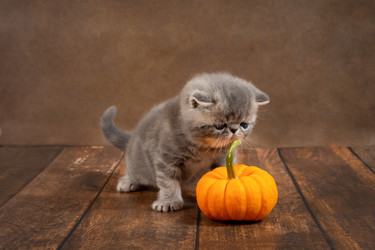 Similar image 22273169