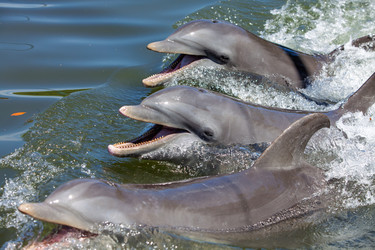 Similar image 22282586