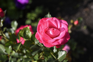 Similar image 22262300