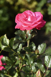 Similar image 22262304