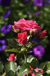 Similar image 22262305