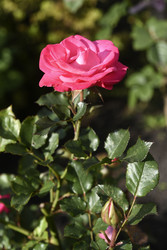 Similar image 22262308