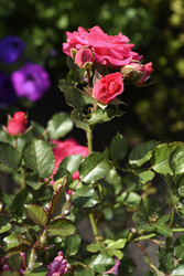 Similar image 22262309