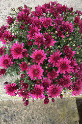 Similar image 22283752