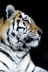 Similar image 22268612