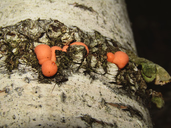 Similar image 22281263